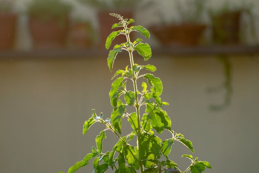 now-grow-medicinal-herbs-at-home