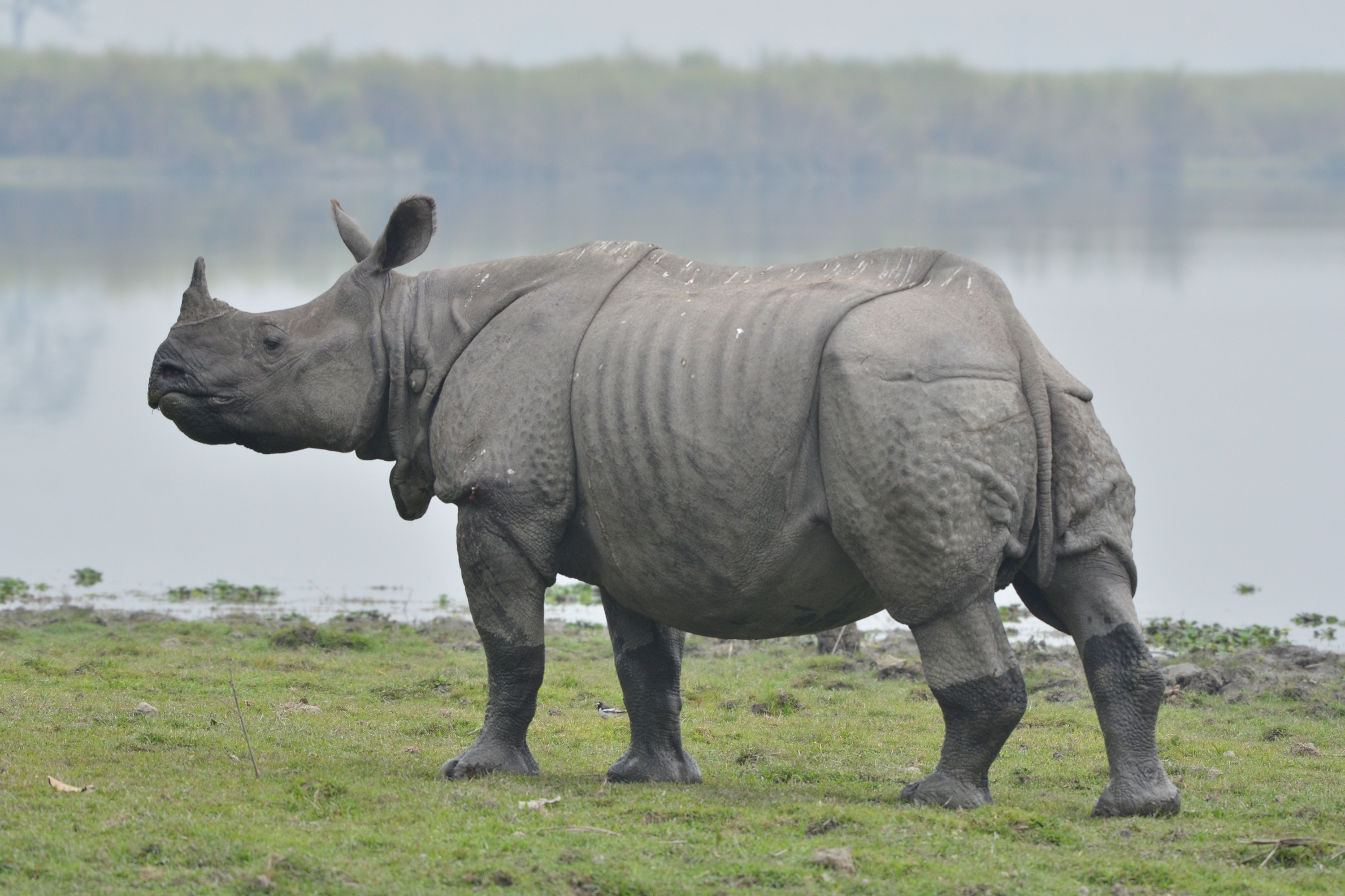 World Rhino Day 2021: Keep The Five Alive