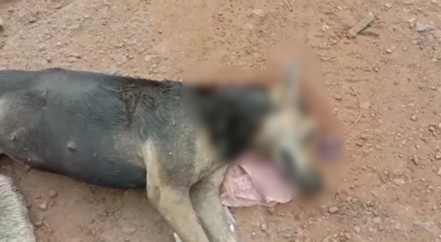 More than a dozen stray dogs poisoned to death