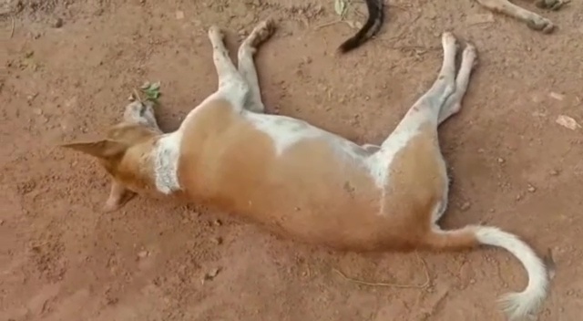 More than a dozen stray dogs poisoned to death