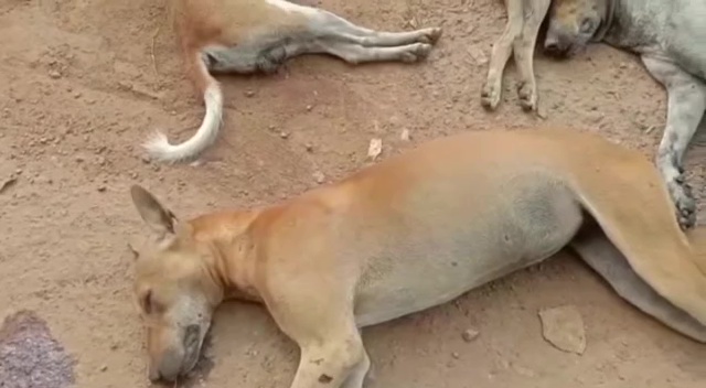 More than a dozen stray dogs poisoned to death