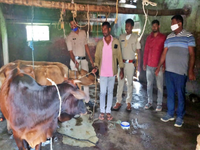 police saved cows