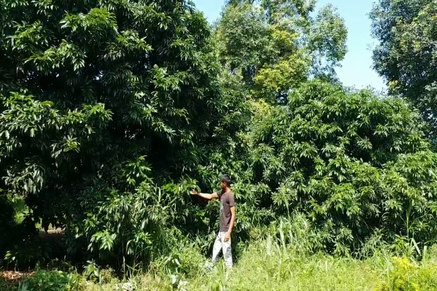 Farmer Ram Niwas Saini Litchi Cultivation