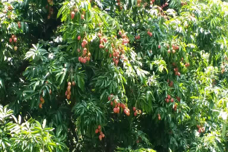 Farmer Ram Niwas Saini Litchi Cultivation