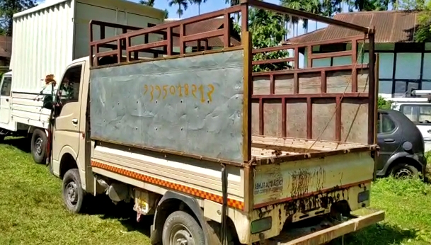 Vehicle transporting illegal cow