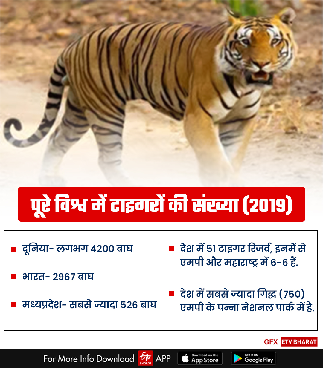 India has the largest number of tigers in the world