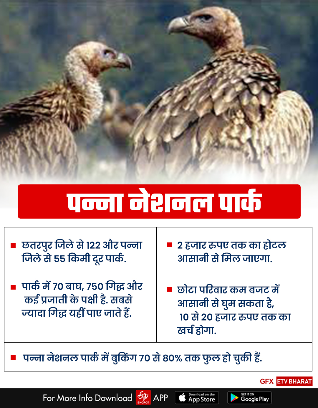 Most Vultures in Panna National Park