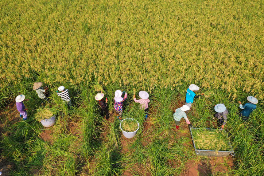 2-meter high rice plants