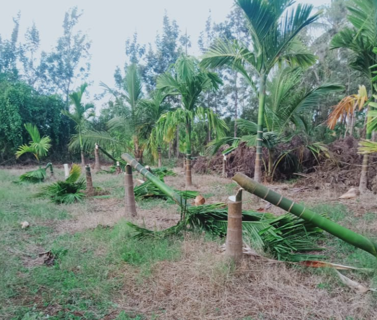 Areca trees are destroyed at hunasuru