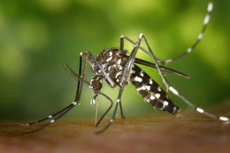 Dengue in mp