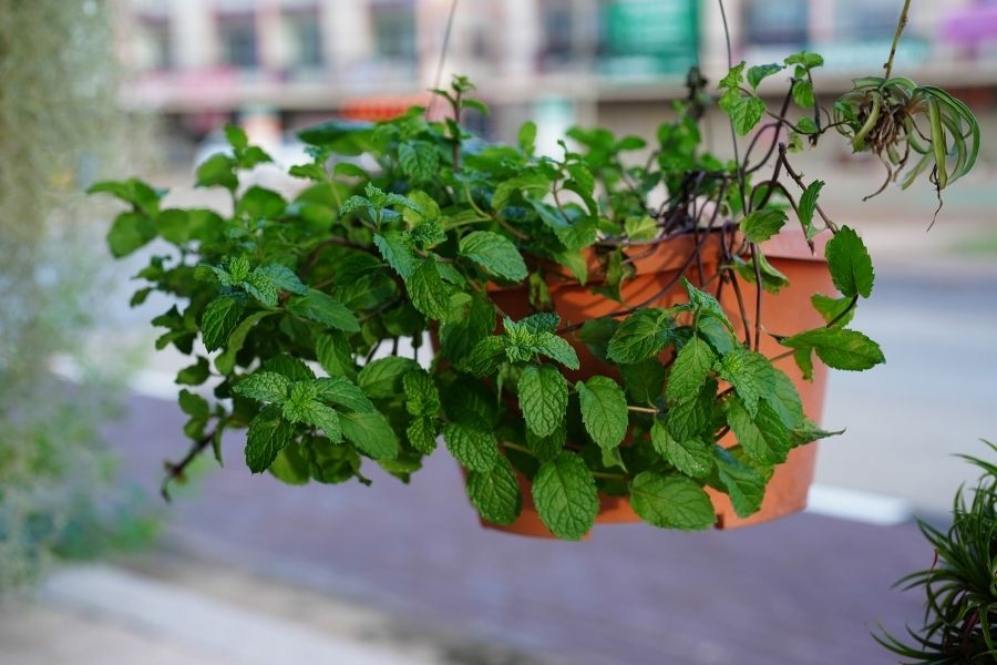 herbs, herb garden at home, herb garden, kitchen garden, what herbs can be grown at home, what herbs to grow at home, easy to grow herbs, stevia, basil, peppermint, coriander, parsley, benefits of herbs, types of herbs, what are the benefits of basil, what is stevia, health, nutrition, health benefits of herbs, herbs for cooking, gardening tips, gardening