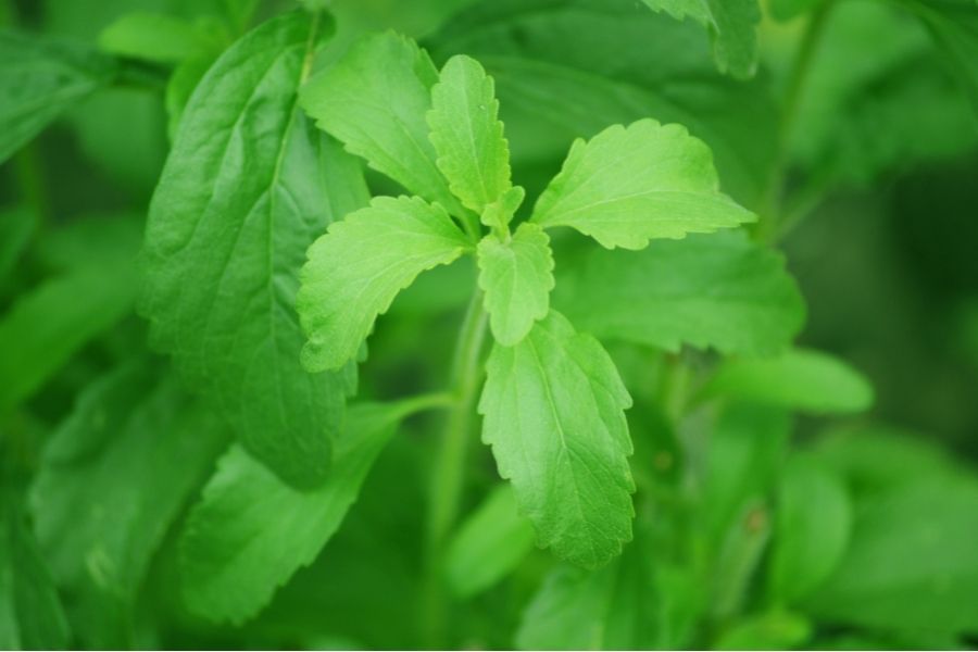 herbs, herb garden at home, herb garden, kitchen garden, what herbs can be grown at home, what herbs to grow at home, easy to grow herbs, stevia, basil, peppermint, coriander, parsley, benefits of herbs, types of herbs, what are the benefits of basil, what is stevia, health, nutrition, health benefits of herbs, herbs for cooking, gardening tips, gardening