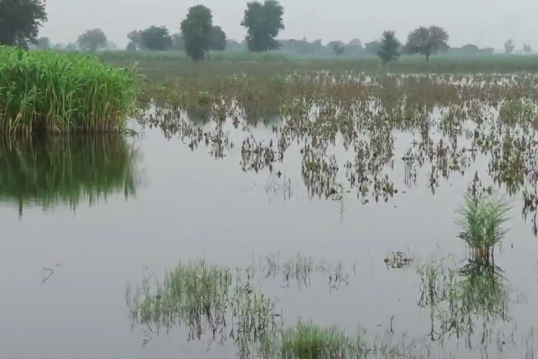 haryana crop special girdawari