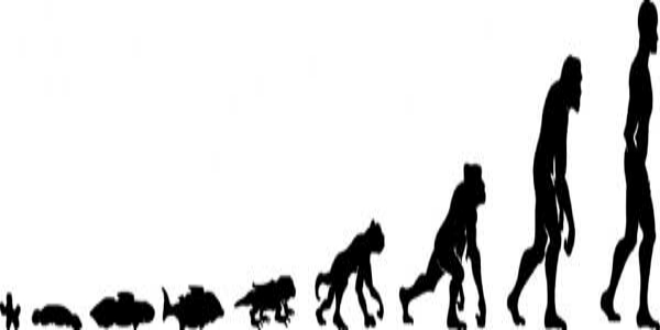 How Humans Lost Their Tails?