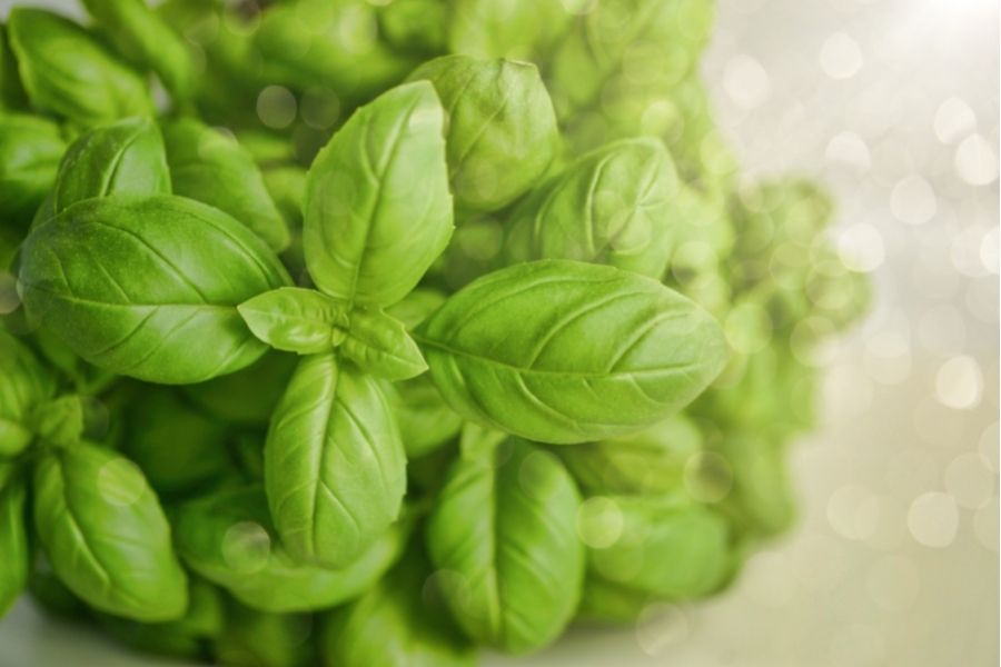 ਬੇਸਿਲ (Basil)