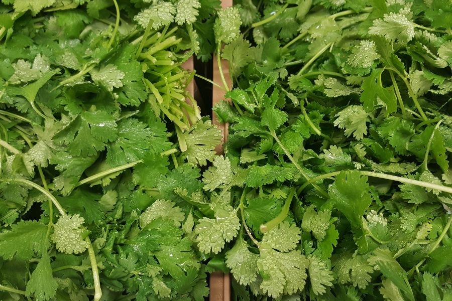 ਧਨੀਆ (Coriander)