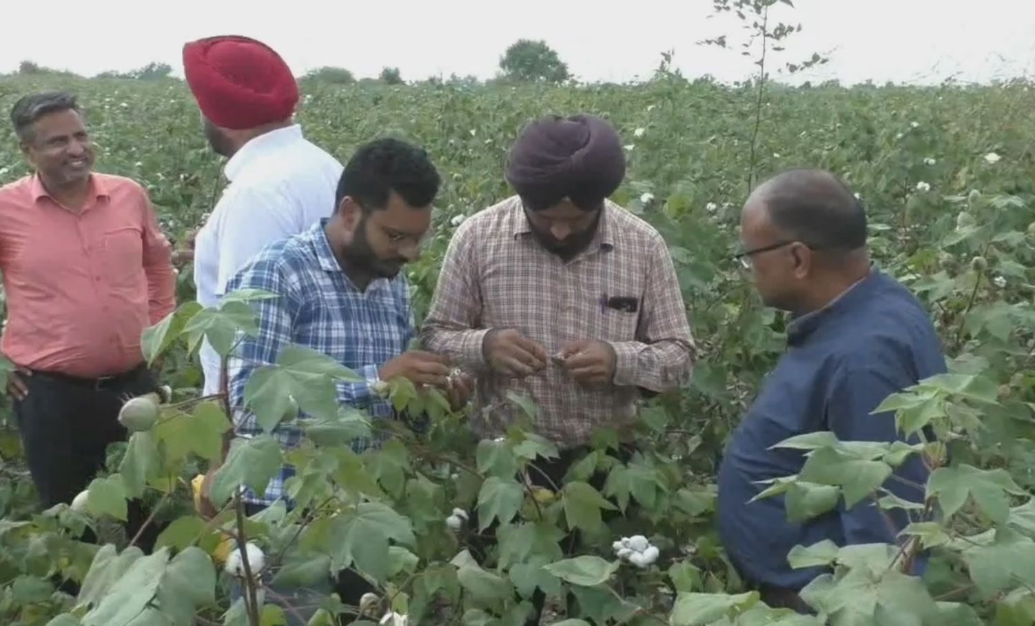 ਸੁੰਡੀ ਨਾਲ ਨੁਕਸਾਨੀ ਫ਼ਸਲ ਨੂੰ ਦੇਖਦੇ ਹੋਏ ਖੇਤੀਬਾੜ੍ਹੀ ਅਧਿਕਾਰੀ