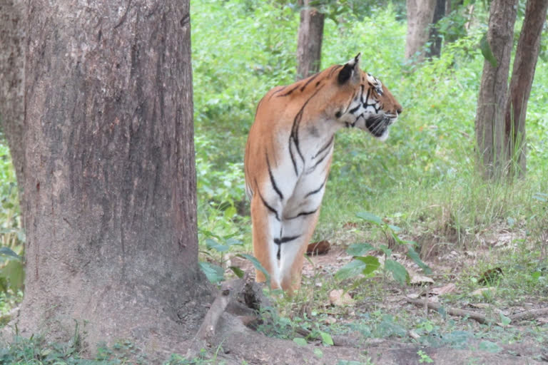 tiger reserve opened