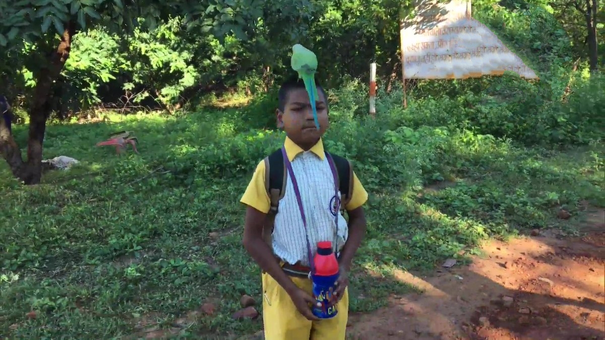 Gwalior school Parrot