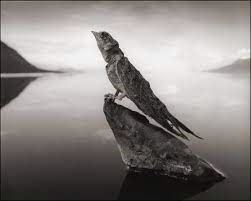 animals turn into stone in tanzanias lake natron