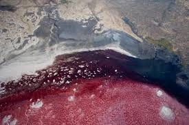 animals turn into stone in tanzanias lake natron