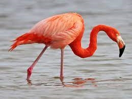 animals turn into stone in tanzanias lake natron