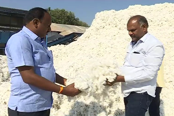 COTTON PURCHASE: పత్తి కొనుగోళ్లకు సీసీఐ సై.. దసరా తరువాతే ముహూర్తం