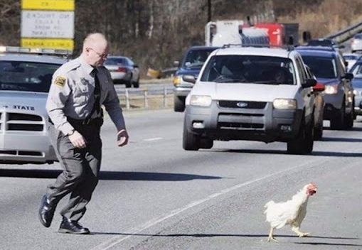 Why did the police have to take custody of the chicken !