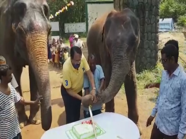 elephant Rajni birthday celebration