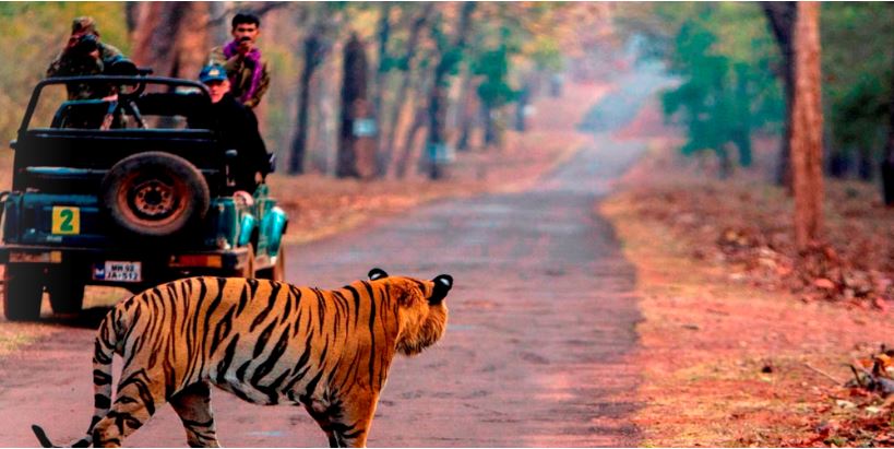 प्रोजेक्ट टाइगर के तहत पहला नेशनल पार्क था जिम कॉर्बेट (image: ट्विटर)