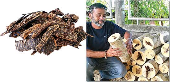 Agarwood