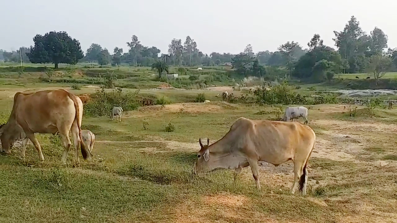 palamu tiger reserve