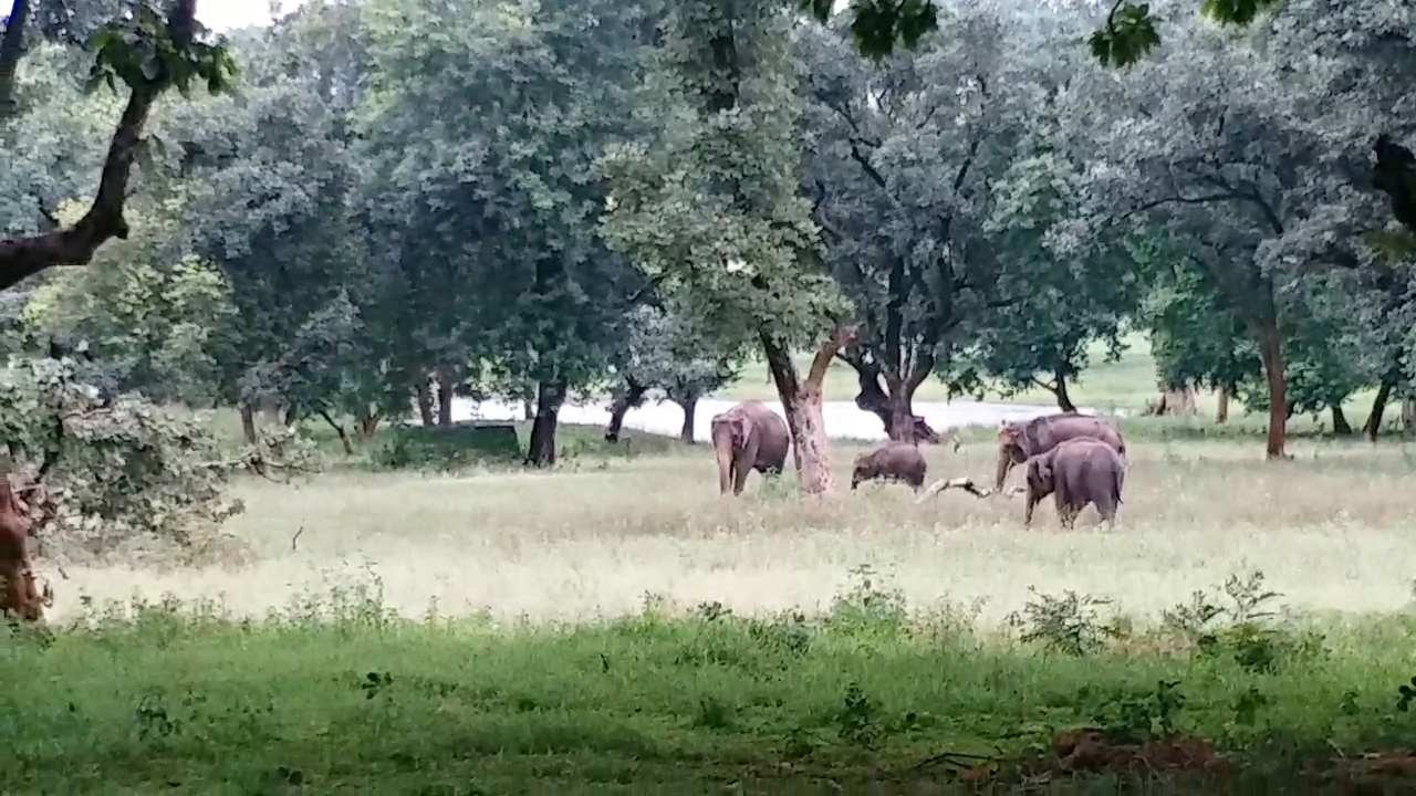 palamu tiger reserve