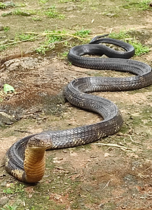 King cobra captured in sakaleshpura