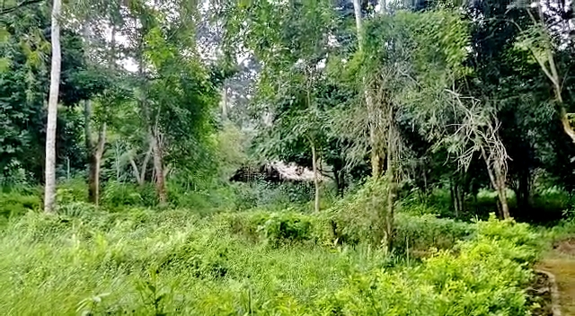 poor-condition-of-jokai-botanical-garden