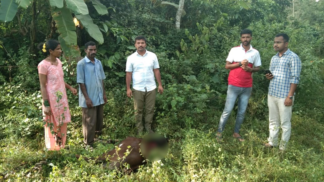 Cow dies by tiger attack in kodagu