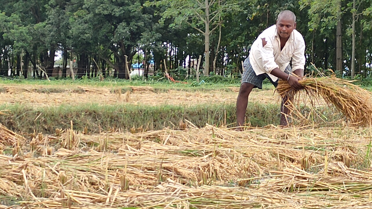 बारिश का कहर