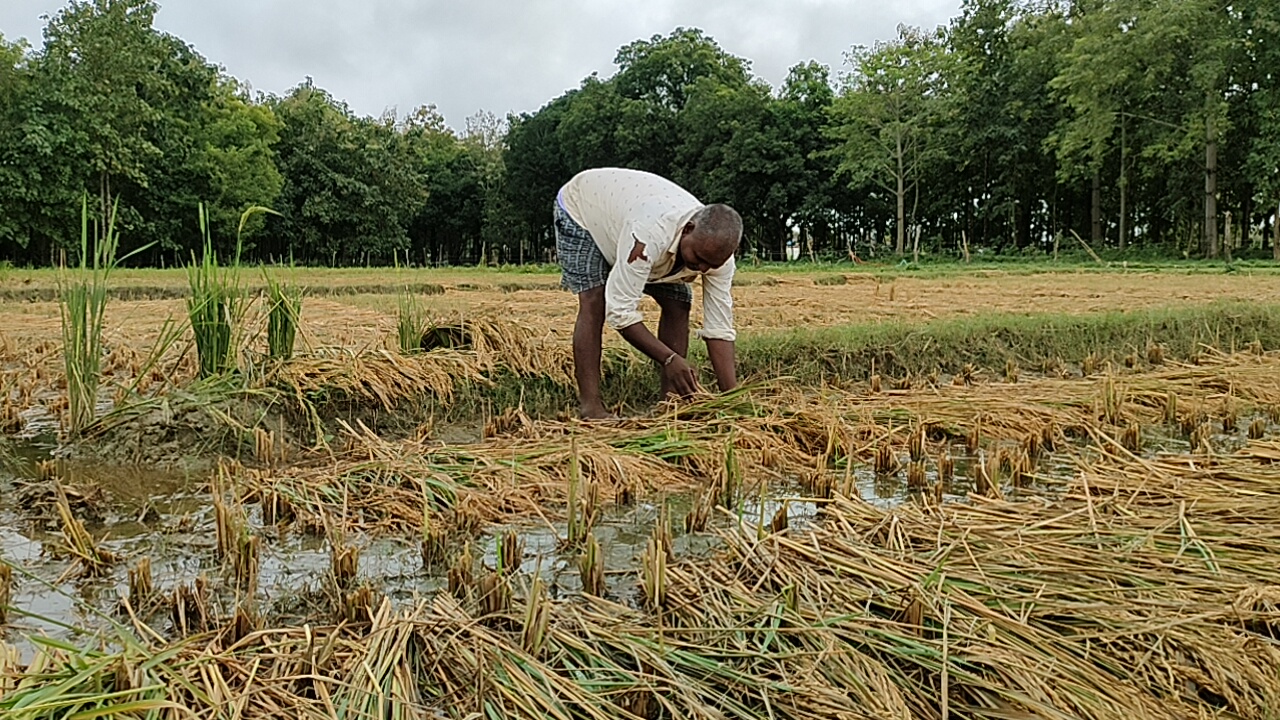 बारिश का कहर