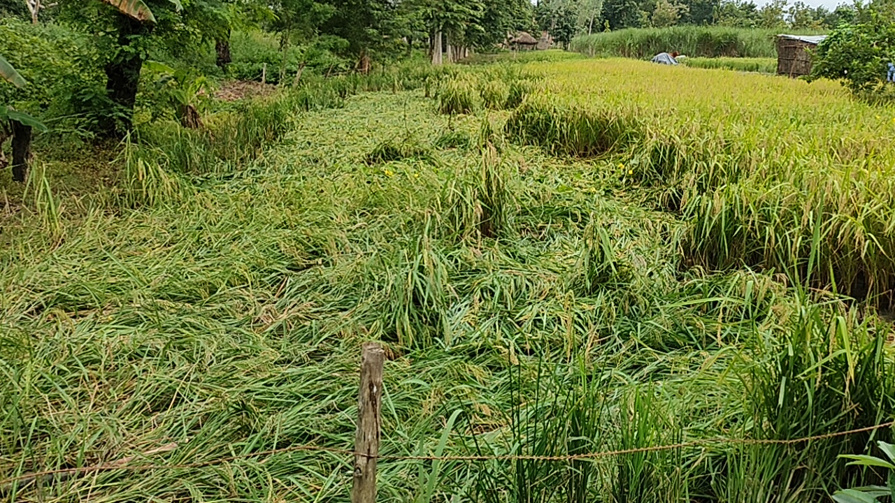 बारिश का कहर