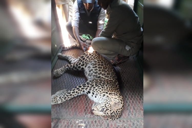 leopard captured at mysore