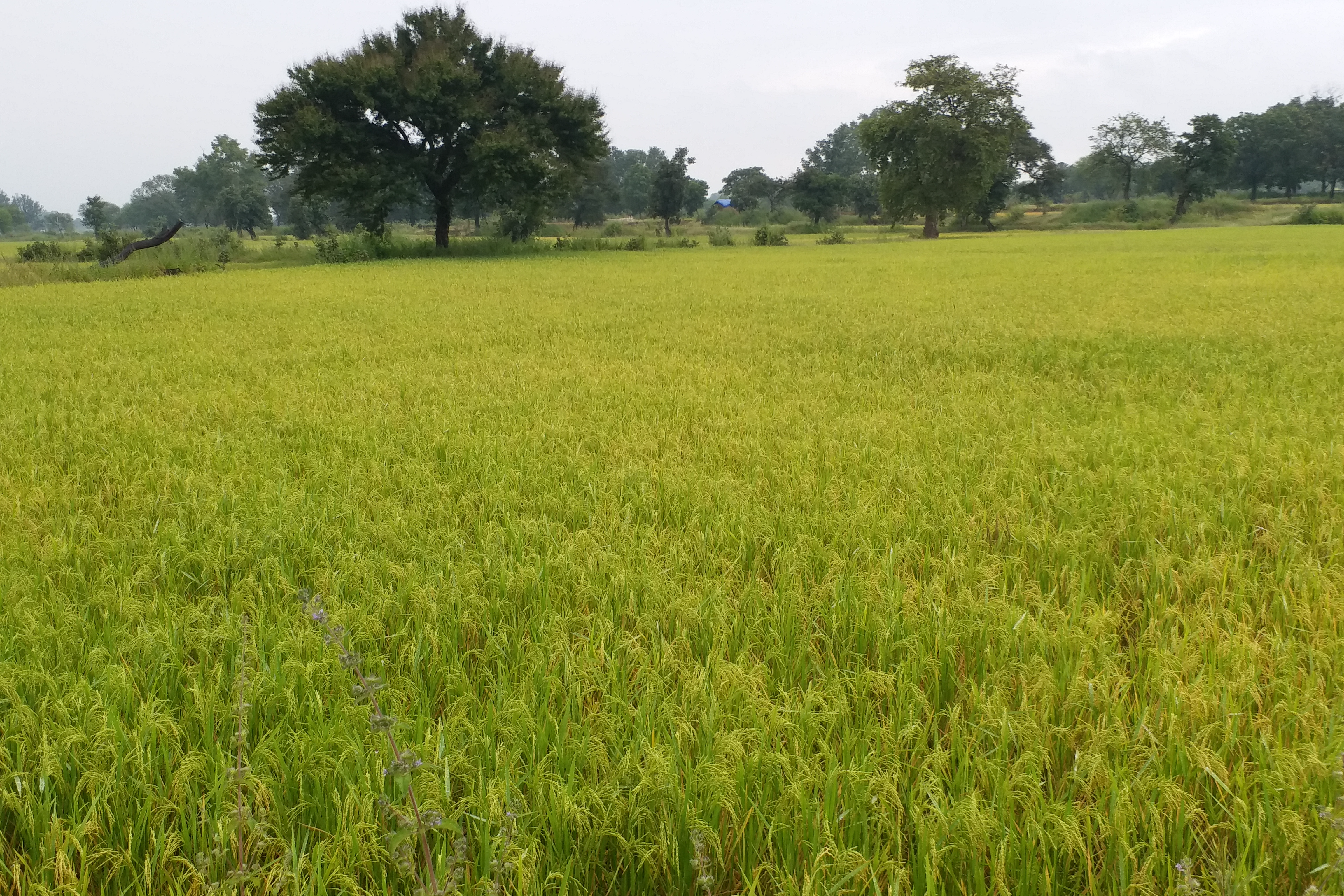 Farmers are worried about change in weather as  paddy crop is ready