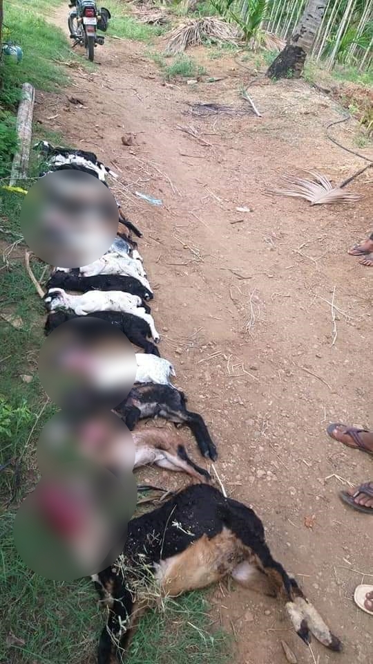 leopard kills 15 lambs in chitradurga