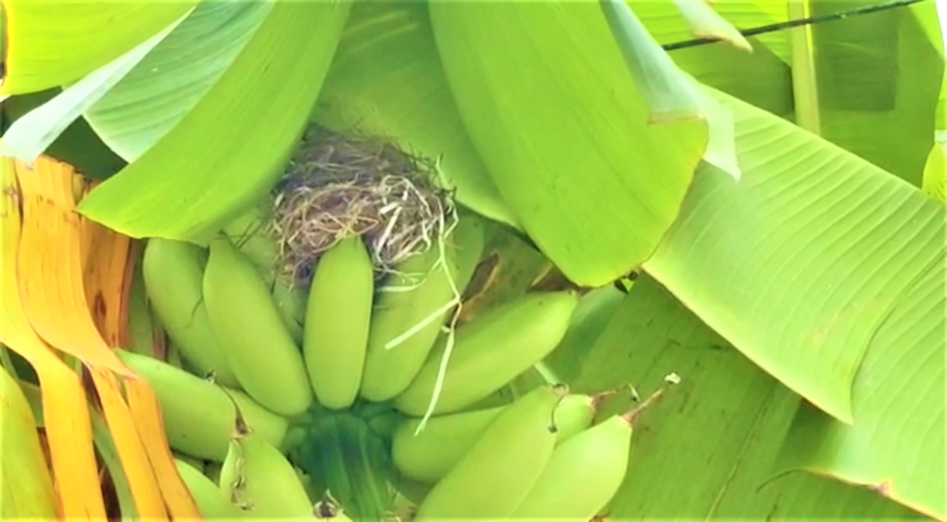 sparrow nest