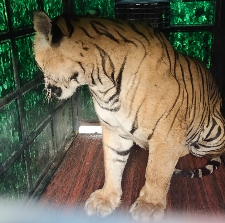 Injured Tiger