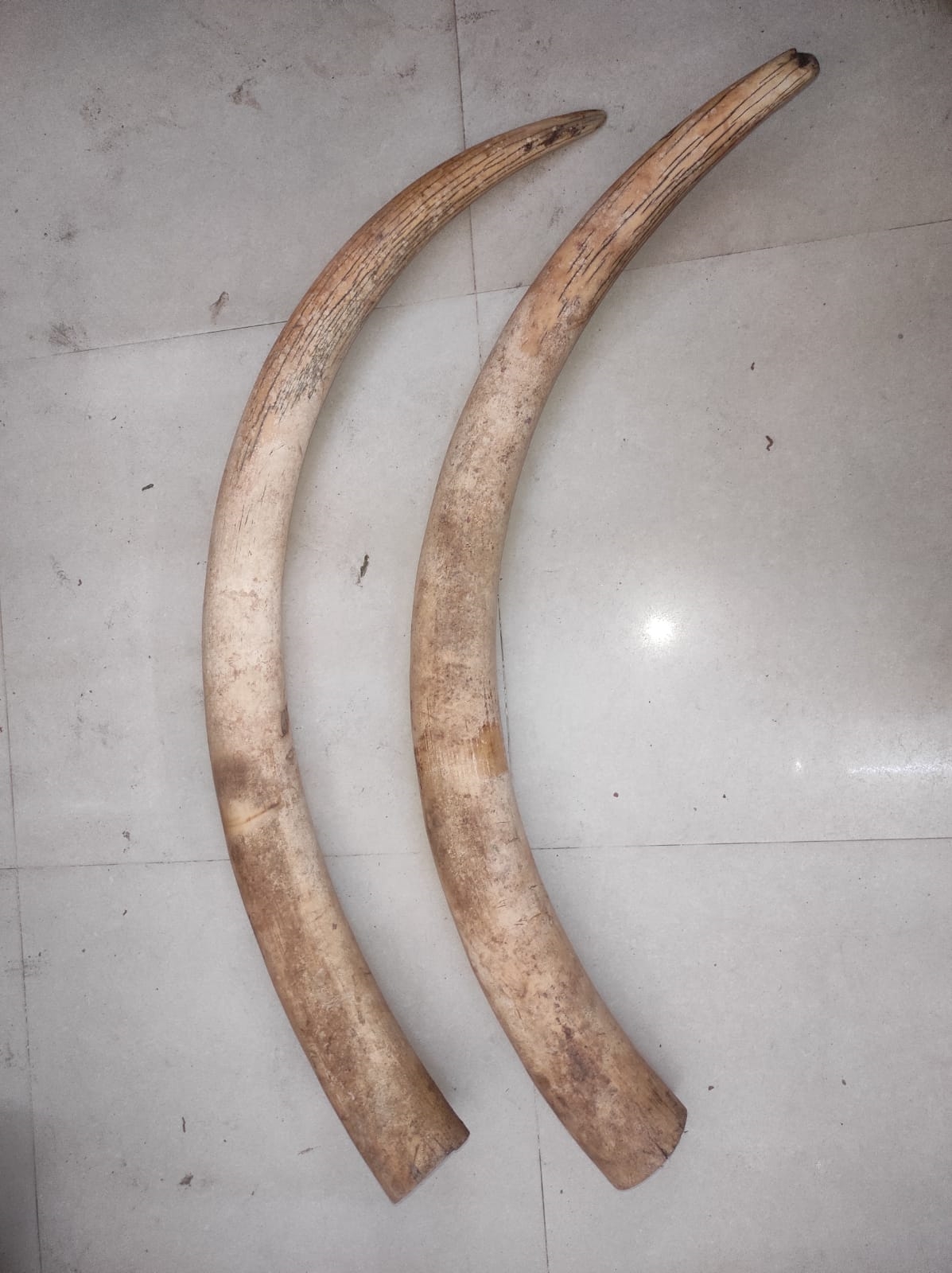 As_Chg_01_Chirang One arrest with Elephant tusk_vis_10012