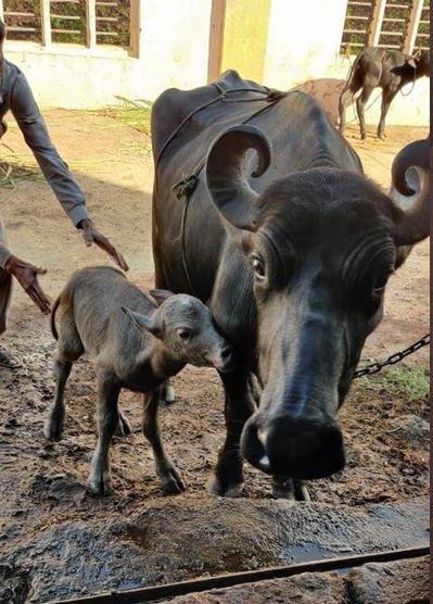 Indias First Banni Buffalo IVF Calf Born