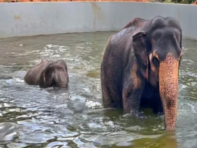 elephant swimming pool