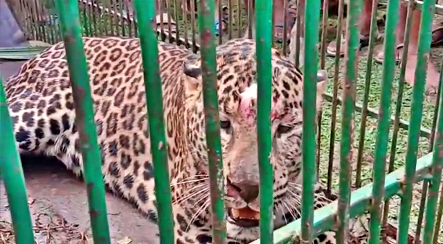 Leopard Caught at Amguri