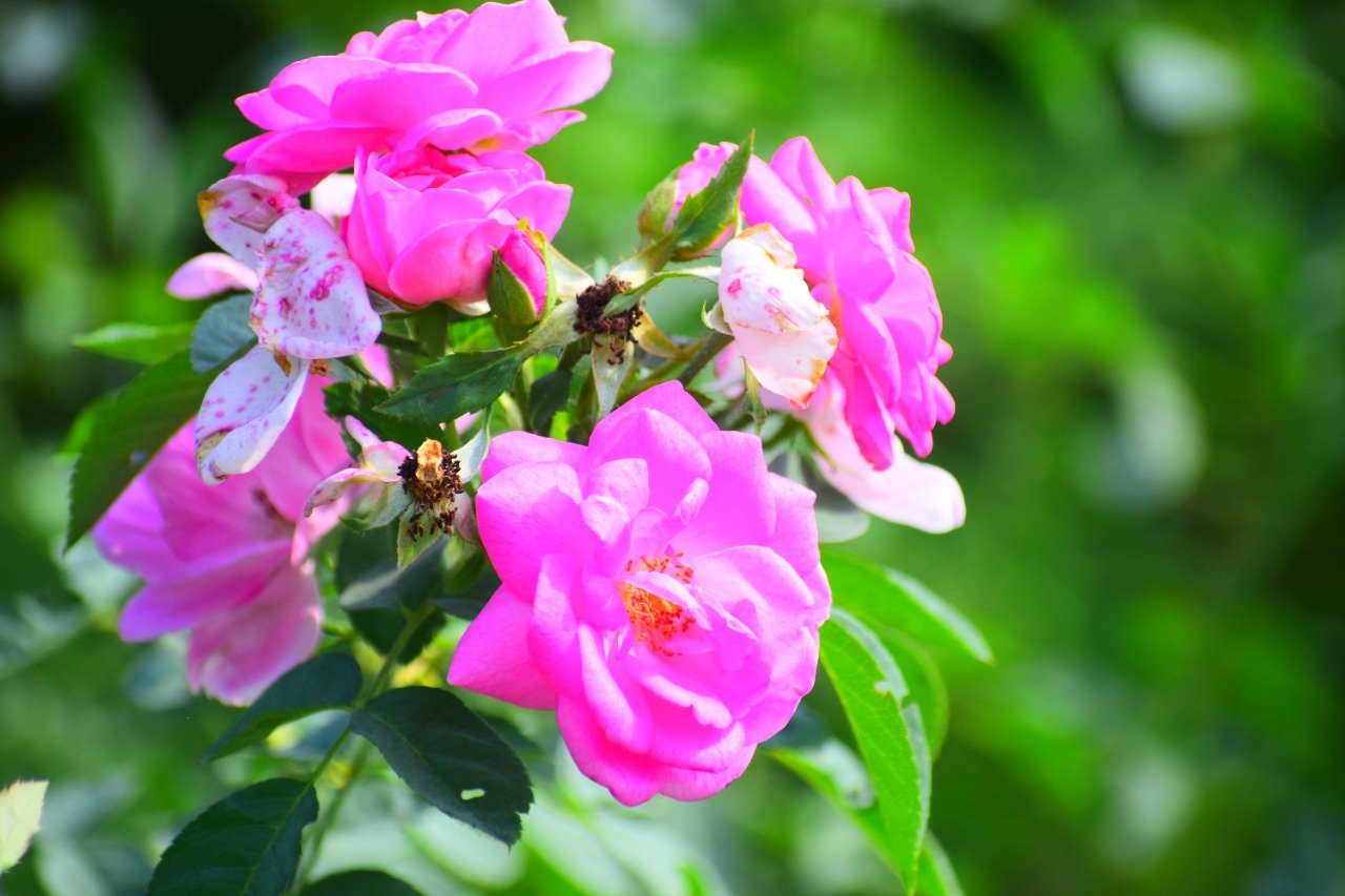 Aromatic Garden in Lalkuan