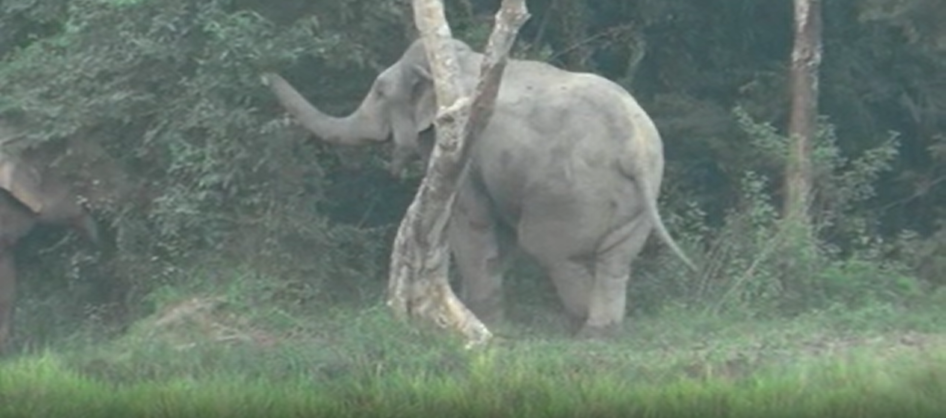 WILD ELEPHANT ROAMIONG IN GENDHALI